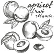 apricot fruit set hand drawn vector llustration realistic sketch