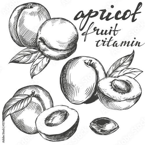 Cuadros en Lienzo apricot fruit set hand drawn vector llustration realistic sketch