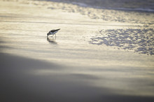 A Sanderling Searches For Food Along The Wet Sandy Beach In The Glow Of The Morning Sun.