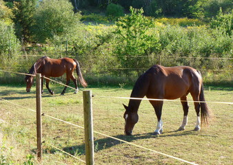 photo of two brown horses grazing next to an electric fence