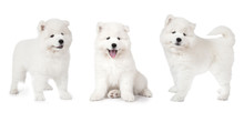 Samoyed Puppy Isolated On White