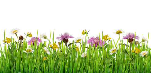 Grass and wild flowers border