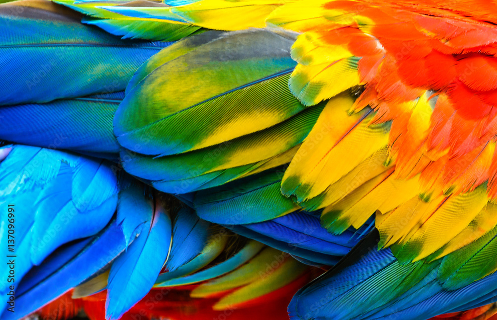 Close up of Scarlet macaw bird's feathers. - obrazy, fototapety, plakaty 