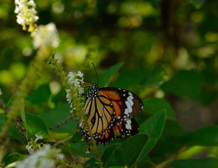 Wall Mural - butterfly on a flower