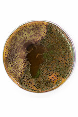 Wall Mural - Bacteria on petri dish