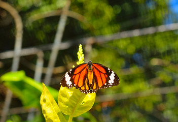 Wall Mural - butterfly on the tree