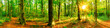 canvas print picture - Wald Panorama mit Waldweg bei Sonnenschein im Frühling