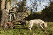 © Mint Images - Dog walker sitting on a tree branch using a digital tablet, and three dogs sniffing the ground.