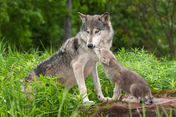 Wall Mural - Grey Wolf (Canis lupus) Unwanted Pup Attention