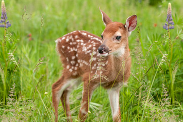 Wall Mural - white-tailed deer fawn (odocoileus virginianus) stands in grasses