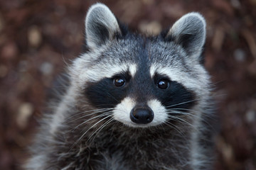 Poster - Raccoon (Procyon lotor)