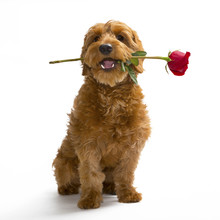 Puppy With Rose In Her Mouth On Valentine's Day