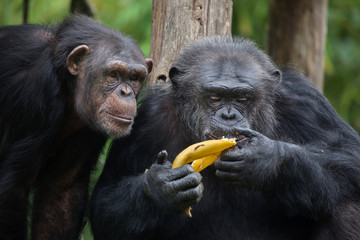 Poster - Common chimpanzee (Pan troglodytes)