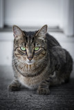 Fototapeta Koty - Grey cat with green eyes