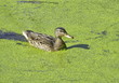 A duck swims among marsh plants such as duckweed. 