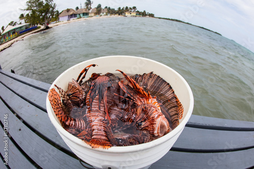Valokuva Bucket of Invasive Lionfish in Caribbean Sea