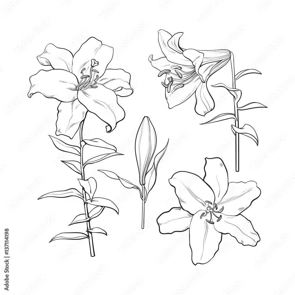 Set of hand drawn white lily flowers in side and top view, sketch style ...