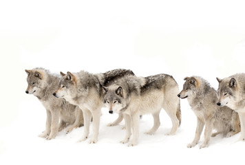 Wall Mural - Timber wolves or Grey wolf pack isolated on a white background waiting to be fed in winter, Canada