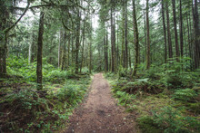 Trail Through Tall Trees In Forest