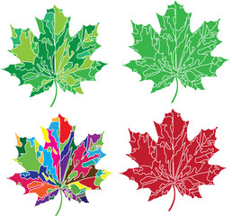 set of four maple leaves in posterized style in various colors