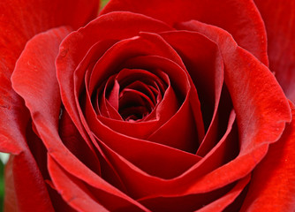 Red rose isolated and closeup