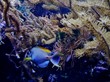 Blauer Fisch in Unterwasserwelt