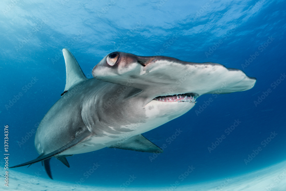 Hamerhead shark portrait  - obrazy, fototapety, plakaty 