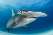 Hamerhead shark portrait 