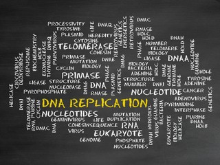 DNA replication