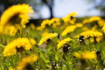 spring field