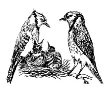 Drawing A Pair Of Forest Birds In The Nest Feeding Chicks Sketch Hand Drawn Vector Illustration