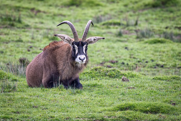Poster - A lonely roan antelope lying on the grass facing forward 