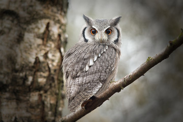 Poster - A close up portrait of a white faced stops owl perched in a tree and looking directly down towards the camera