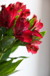 Red flower: alstroemeria