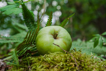 Wall Mural - Green apple in the forest garden on moss