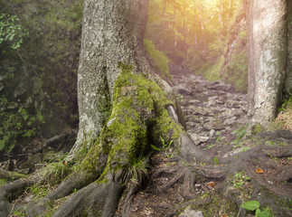 Wall Mural - mossy tree in forest