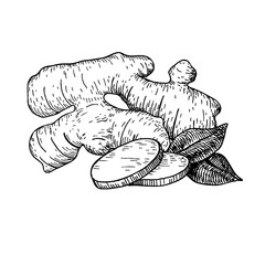 Wall Mural - Ginger root vector hand drawn illustration.  Root and sliced pie