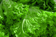 Lettuce salad green leaves as a background
