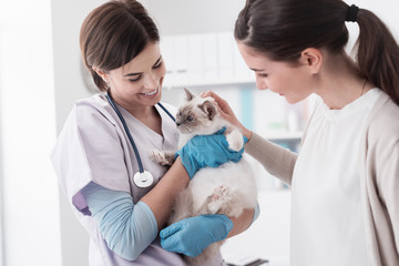 Veterinarian, pet owner and cat at the clinic