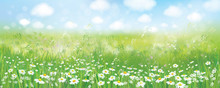 Vector Summer Nature  Background,  Blossoming Flowers Field  And  Blue Sky.