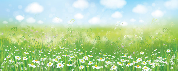 Wall Mural - vector summer nature background, blossoming flowers field and blue sky.
