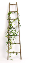 Old Ladder Decorated With Ivy Twigs