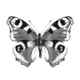 Fototapeta Motyle - butterfly, hand drawing, on a white