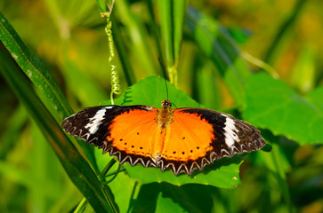 Wall Mural - monarch butterfly on a leaf