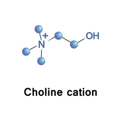 Canvas Print - Choline cation sets in head groups of phosphatidylcholine and sphingomyelin, phospholipids of cell membranes. It is precursor of neurotransmitter acetylcholine, for memory and muscle control functions