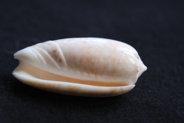 Macro Imagery Beach Seashells Natural  Colors 