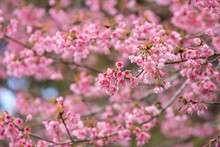 Pink Sakura Cherry Blossom Close-up