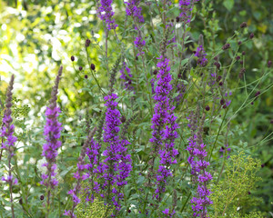 Wall Mural - Purple Loosestrife