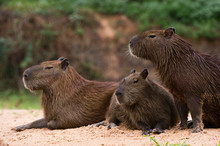 Three Capybara (Hydrochaeris Hydrochaeris) On Riverbank, Pantanal, Mato Grosso, Brazil