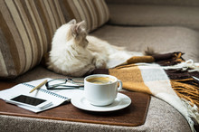 Cup Of Hot Coffee With Marmalade Book Points The Blanket On The Couch And Cat The Window